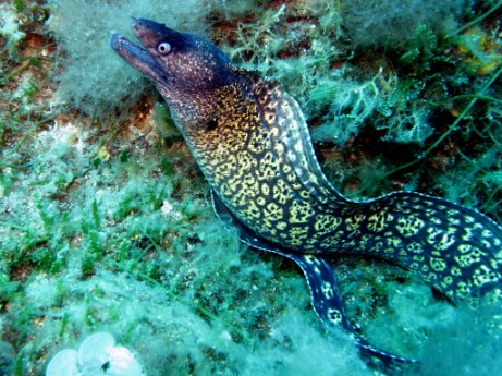 Murena